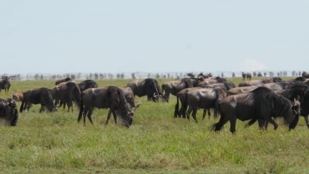 Imagens Panorâmicas Wildebeests Savana Parque Nacional Tarangire — Vídeo de Stock