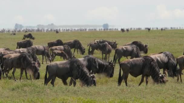 Imágenes Escénicas Wildebeests Sabana Del Parque Nacional Tarangire — Vídeo de stock