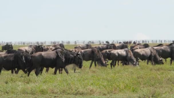 ปภาพท สวยงามของ Wildebeests ในซาวาน าของอ ทยานแห งชาต Tarangire — วีดีโอสต็อก