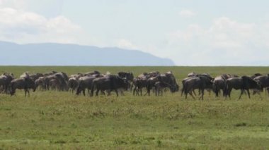 Tarangire Ulusal Parkı savanındaki antilopların manzaralı görüntüleri
