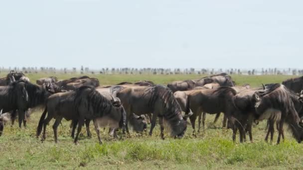 Tarangire Ulusal Parkı Savanındaki Antilopların Manzaralı Görüntüleri — Stok video