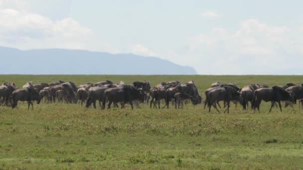 Szenische Aufnahmen Von Gnus Der Savanne Des Tarangire Nationalparks — Stockvideo