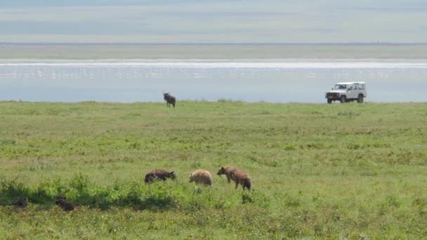 Hyeny Chodící Hledající Kořist Kráteru Ngorongoro Tanzanie — Stock video