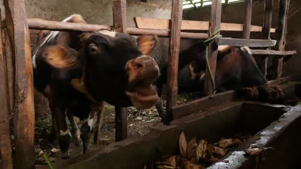 Troupeau Vaches Noires Blanches Dans Grange — Video