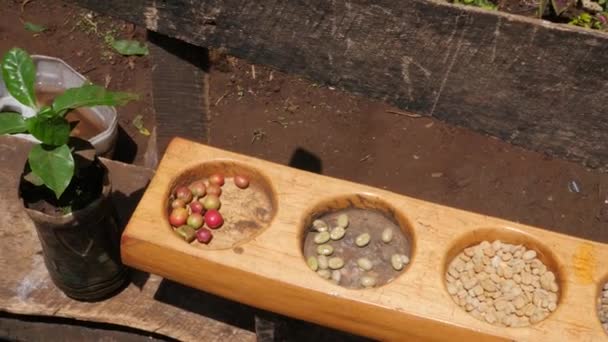 Närbilder Processen För Beredning Kaffebönor Den Afrikanska Byn — Stockvideo