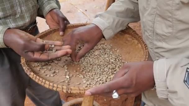 Material Primer Plano Del Proceso Preparación Granos Café Aldea Africana — Vídeo de stock