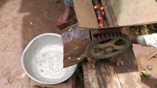 Afrika Köyündeki Kahve Çekirdekleri Hazırlama Sürecinin Yakın Çekim Görüntüleri — Stok video