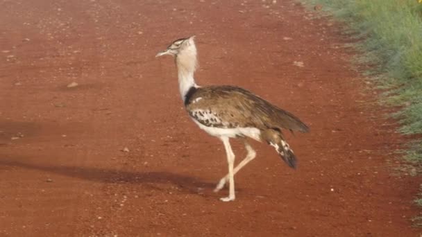 Oiseau Outarde Kori Tanzanie — Video