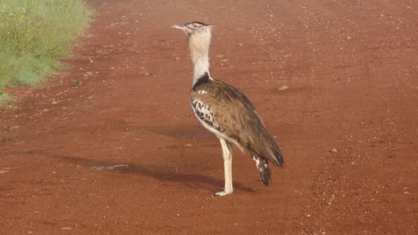 Kori Bustard Lintu Kävelee Kehyksessä Poseeraa — kuvapankkivideo