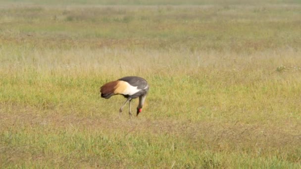 Pájaro Grulla Parque Nacional Serengeti Tanzania — Vídeos de Stock