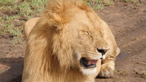 Scenic Footage Beautiful Male Lion Savannah — Stock Video