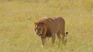 Savannah 'daki güzel erkek aslanın manzaralı görüntüleri.