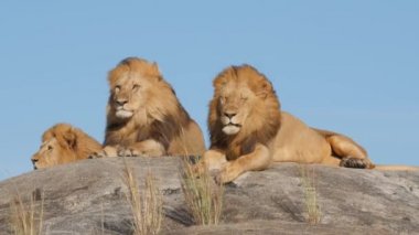 Serengeti Ulusal Parkı Tanzanya 'da buzlu erkek aslanlar