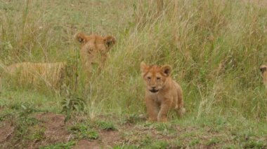 Savannah 'daki güzel aslanların aile rutininin manzaralı görüntüleri.