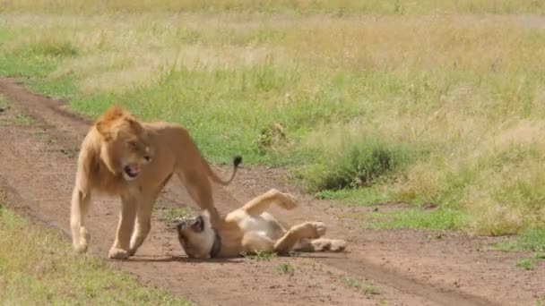 Szenische Aufnahmen Der Schönen Löwenfamilie Savannah — Stockvideo