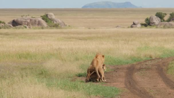 Riprese Panoramiche Splendidi Leoni Che Accoppiano Strada Savannah — Video Stock