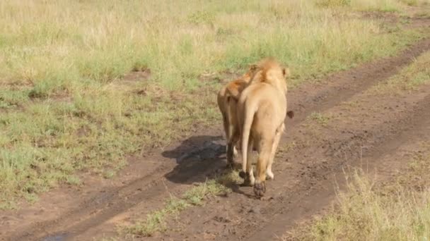 Riprese Panoramiche Splendidi Leoni Che Accoppiano Strada Savannah — Video Stock