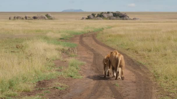 Hombre León Persigue Hembra Serengeti Tanzania — Vídeo de stock