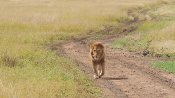 Mężczyzna Lew Drodze Serengeti Tanzania — Wideo stockowe