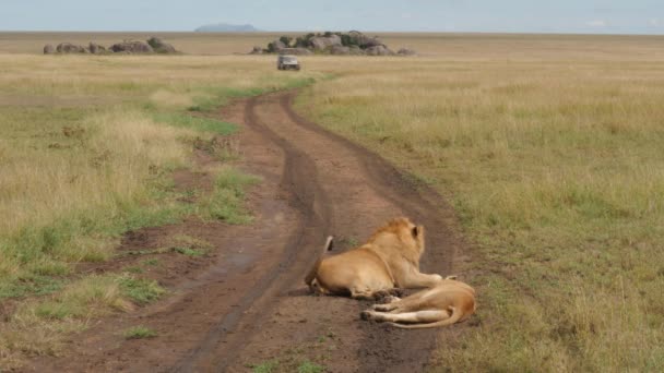 Lions Sur Route Avec Voiture Safari Arrière Plan — Video