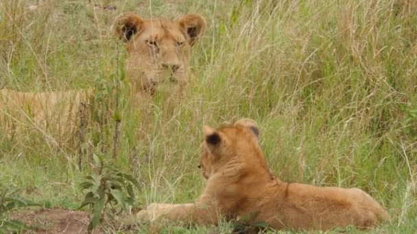 Scenic Footage Beautiful Lions Family Routine Savannah — Stock Video