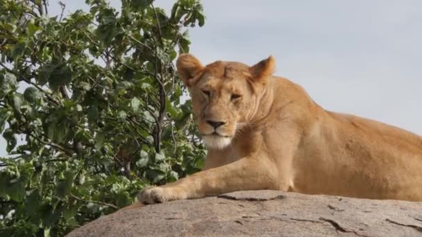 사바나의 아름다운 사자의 아름다운 — 비디오