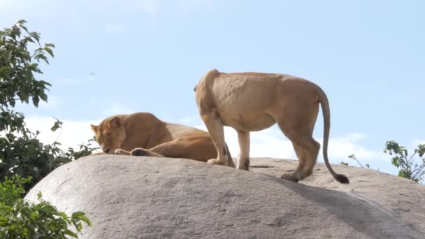 萨凡纳漂亮狮子家族日常活动的风景镜头 — 图库视频影像