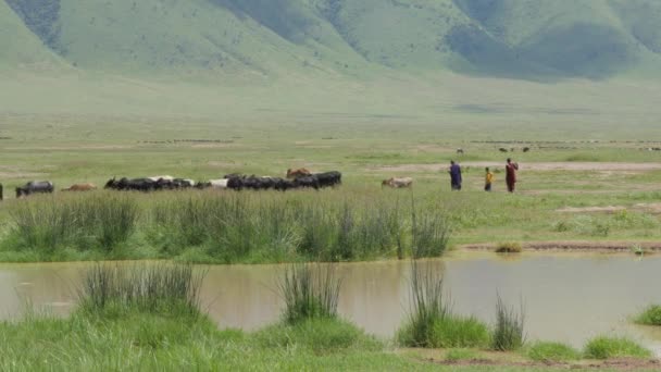 Videomateriaalia Maasai Ihmisistä Joilla Lehmiä Kentällä Serengetin Kansallispuisto Tansania — kuvapankkivideo