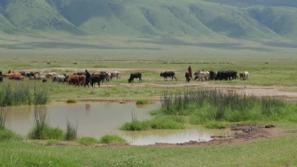 Footage Maasai People Cows Field Serengeti National Park Tanzania — Stock Video