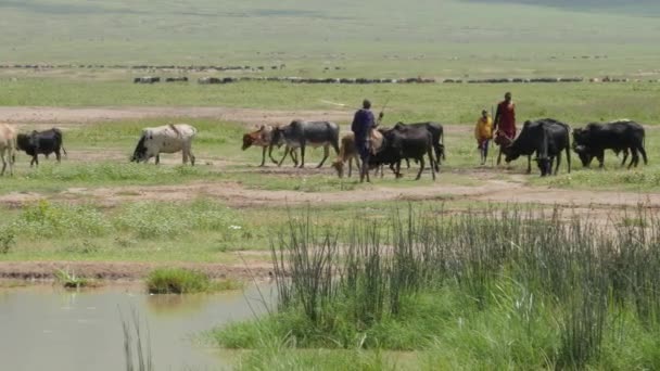 Videomateriaalia Maasai Ihmisistä Joilla Lehmiä Kentällä Serengetin Kansallispuisto Tansania — kuvapankkivideo