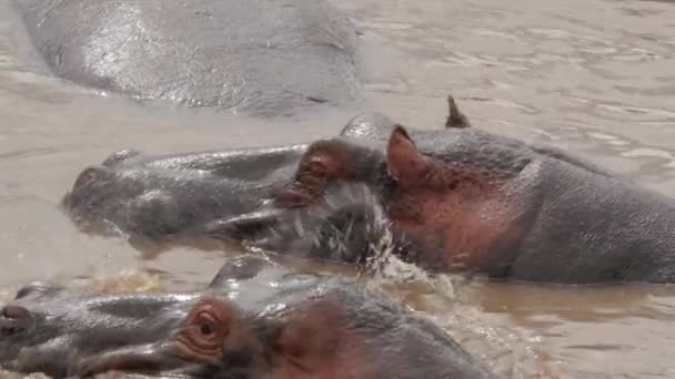 Imágenes Escénicas Hipopótamos Hábitat Natural — Vídeo de stock