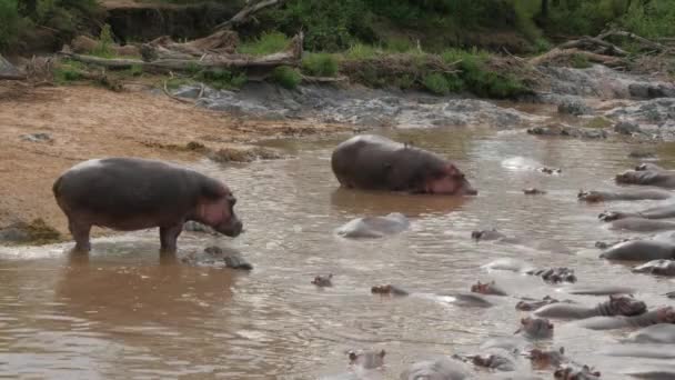 Scenic Footage Hippos Natural Habitat — Stock Video