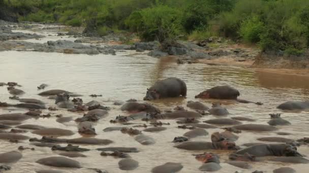 Grand Groupe Fauves Hippopotames Couchés Dans Lit Rivière Mis Ensemble — Video