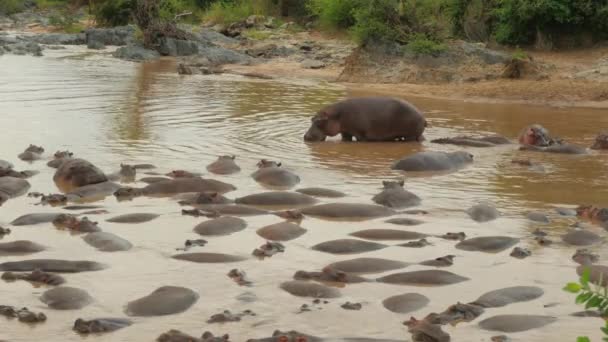 Gran Grupo Hunderds Hipopótamos Acostados Lecho Río Parcheado Juntos — Vídeo de stock