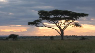 Altın gün batımında Serengeti Milli Parkı 'ndaki akasya ağacı