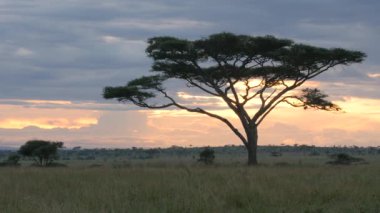 Altın gün batımında Serengeti Milli Parkı 'ndaki akasya ağacı
