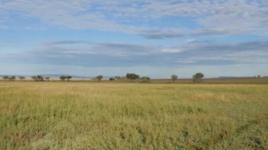 Serengeti Ulusal Parkı, Tanzanya 'daki güzel bozkırda yol görüntüsü