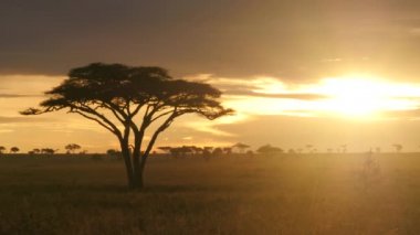 Altın gün batımında Serengeti Milli Parkı 'ndaki akasya ağacı