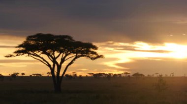 Altın gün batımında Serengeti Milli Parkı 'ndaki akasya ağacı