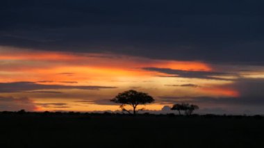 Altın gün batımında Serengeti Milli Parkı 'ndaki akasya ağacı