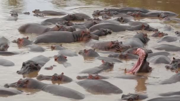 Grand Groupe Fauves Hippopotames Couchés Dans Lit Rivière Mis Ensemble — Video