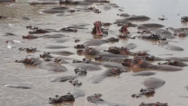 Große Gruppe Von Hunderten Flusspferden Liegt Einem Zusammengeflickten Flussbett — Stockvideo