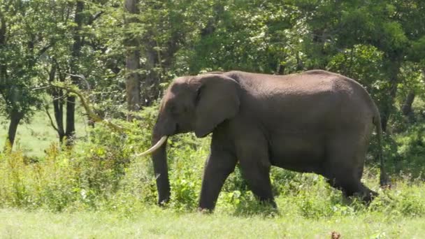 Szenische Aufnahmen Von Elefanten Beim Gehen Gebüsch — Stockvideo