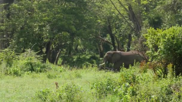 Слони Живуть Національному Парку Серенгеті Танзанії — стокове відео