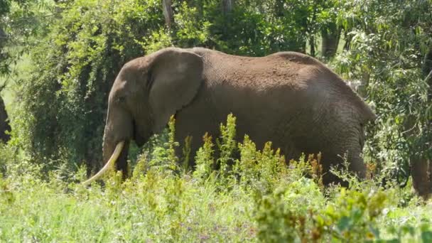 Malownicze Ujęcia Słonia Chodzącego Krzakach — Wideo stockowe