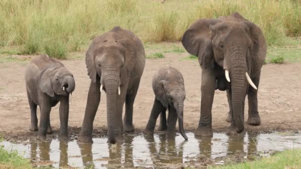 Ελέφαντες Στη Λίμνη Πόσιμο Serengeti Εθνικό Πάρκο Τανζανία — Αρχείο Βίντεο