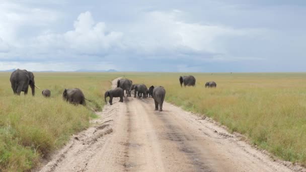 Elefantit Kävelevät Tiellä Serengetin Kansallispuistossa Tansaniassa — kuvapankkivideo