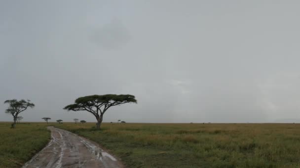 Akaasiapuut Tie Serengetin Kansallispuistossa Tansaniassa — kuvapankkivideo