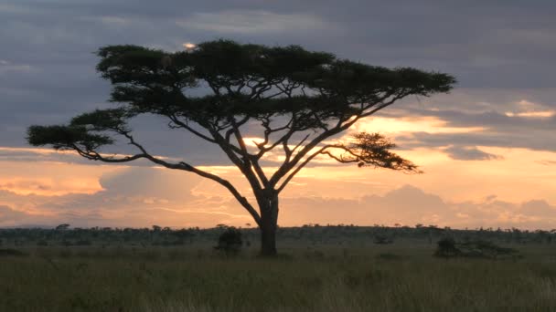 Akaasiapuu Serengetin Kansallispuistossa Kultaisen Auringonlaskun Aikana — kuvapankkivideo