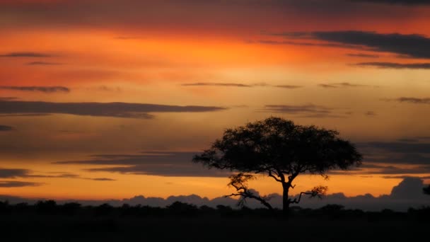 Acaciaboom Serengeti Nationaal Park Tijdens Gouden Zonsondergang — Stockvideo